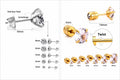 Piercing Helix Tragus Cartilage | Acier Chirurgical 316L | Bijou Oreille Femme Hypoallergénique | Cadeau